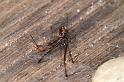 Latrodectus_hasselti_D3640_Z_85_Hamelin pool_Australie